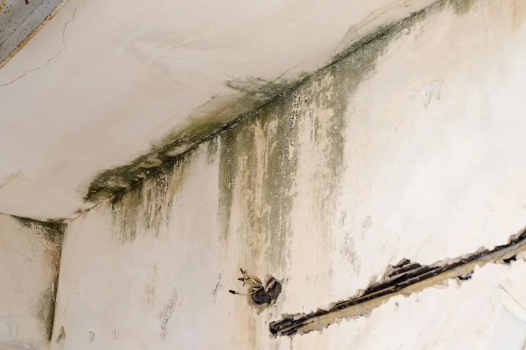Mold Remediation by Complete Property Restoration
